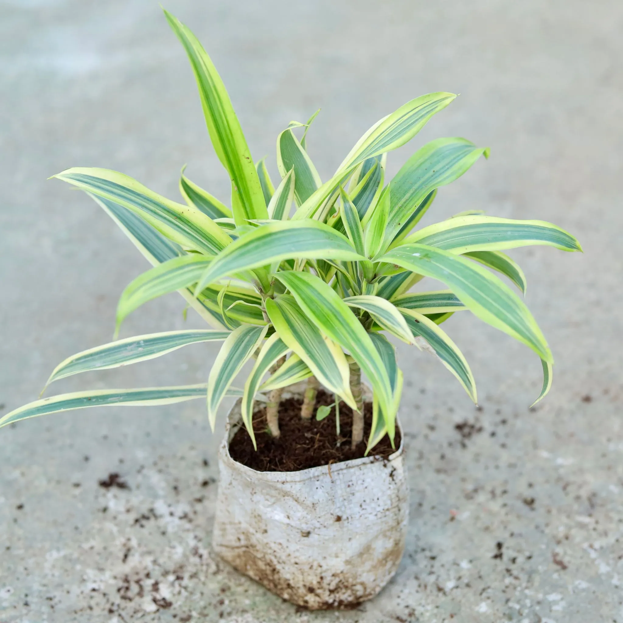 Song Of India in 5 Inch Nursery bag
