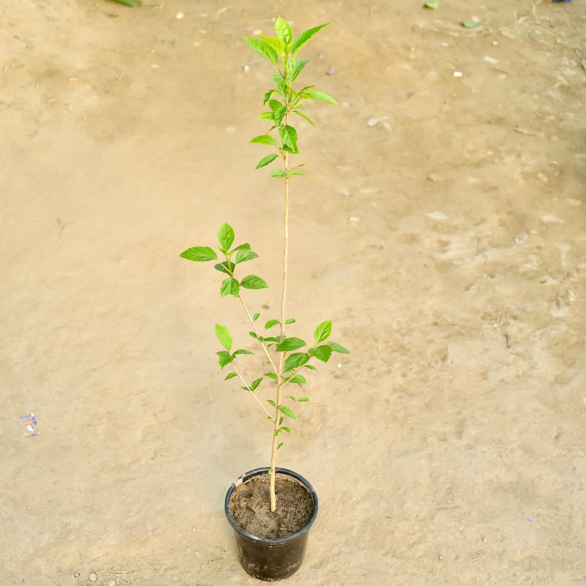 Hibiscus / Gudhal (Any Colour) in 8 Inch Nursery Pot
