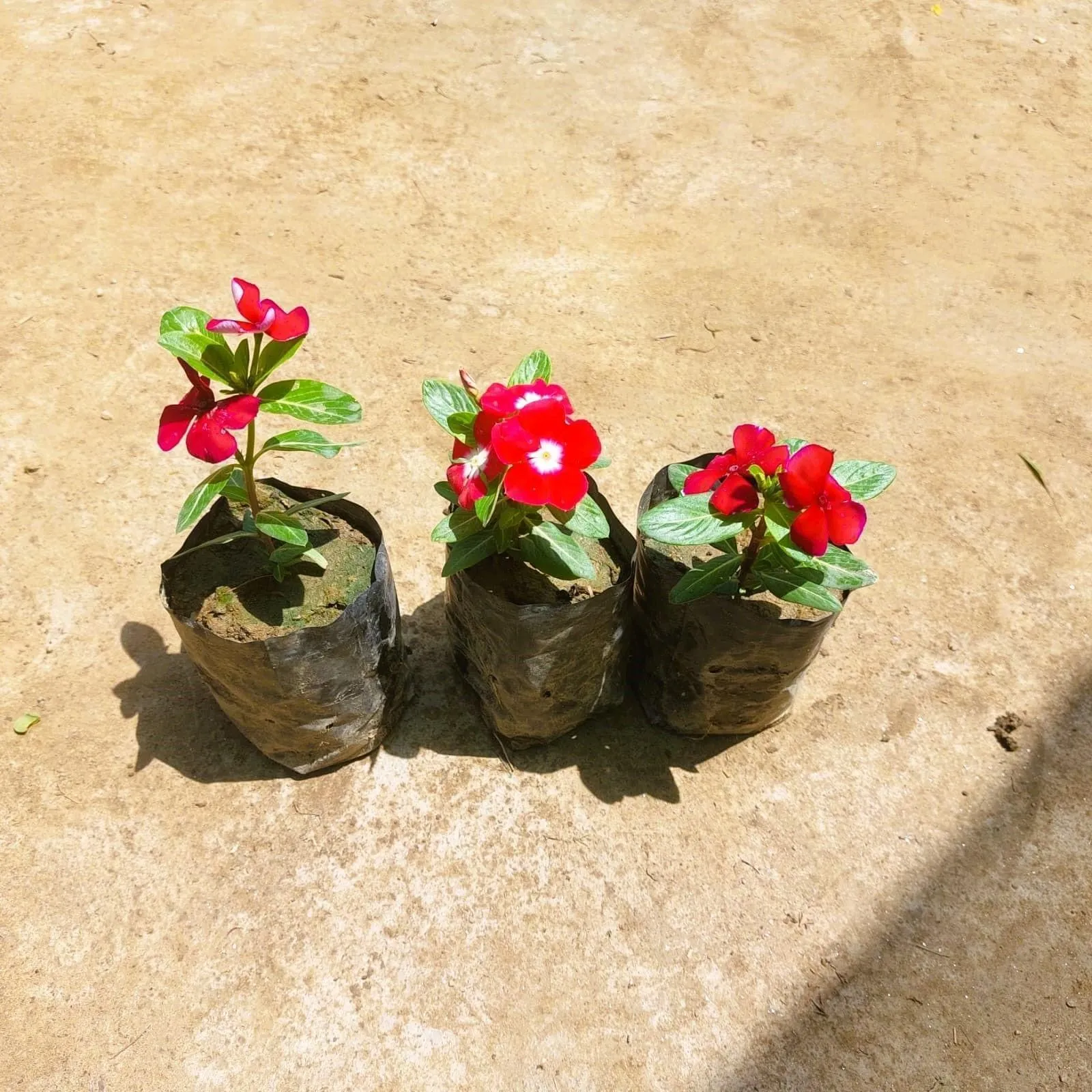Set of 3 - Vinca / Periwinkle / Sadabahar (any colour) in 3 Inch Nursery bag