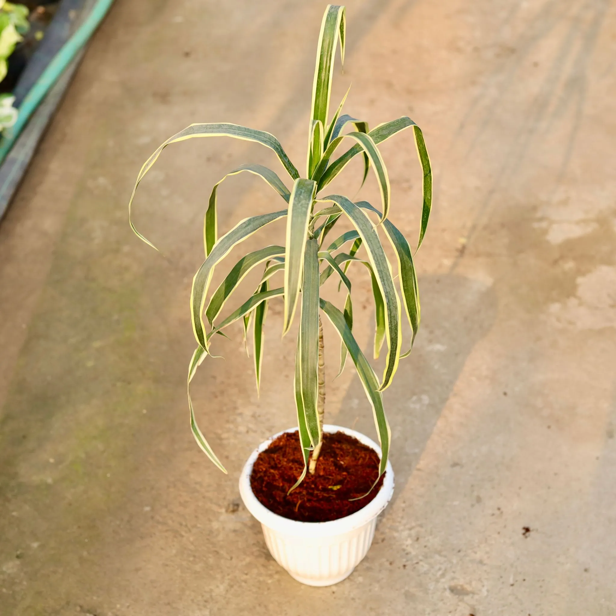 Dracaena Jamaica in 8 Inch White Olive Plastic Pot