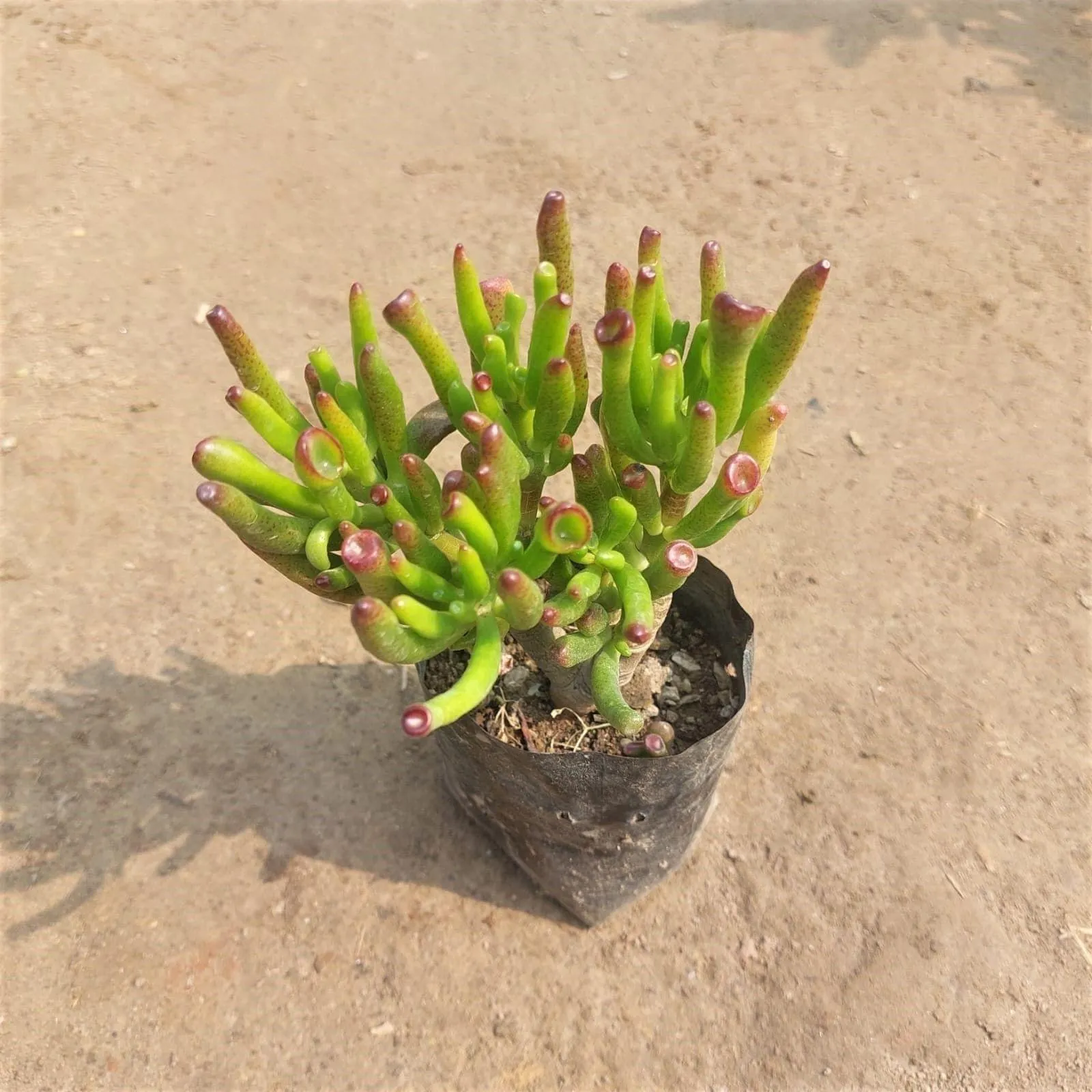 Finger Crassula Succulent in 3 Inch Nursery Bag