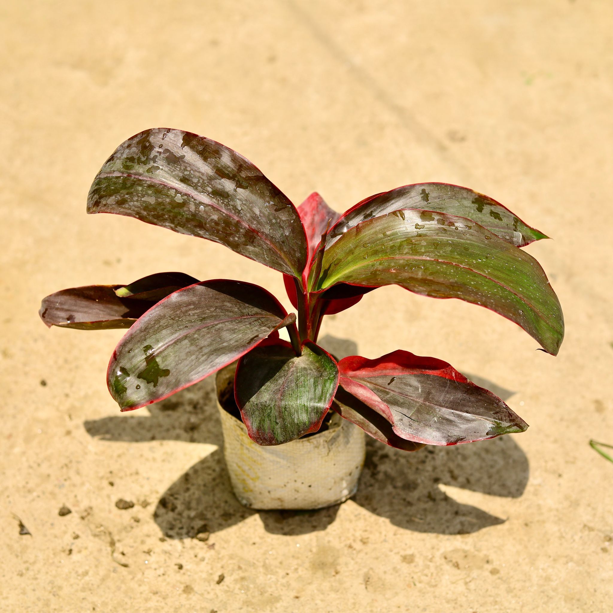 Dracaena Rosea in 4 Inch Nursery Bag