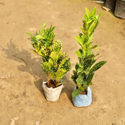 Set of 2 - Baby Croton in 5 Inch Nursery Bag