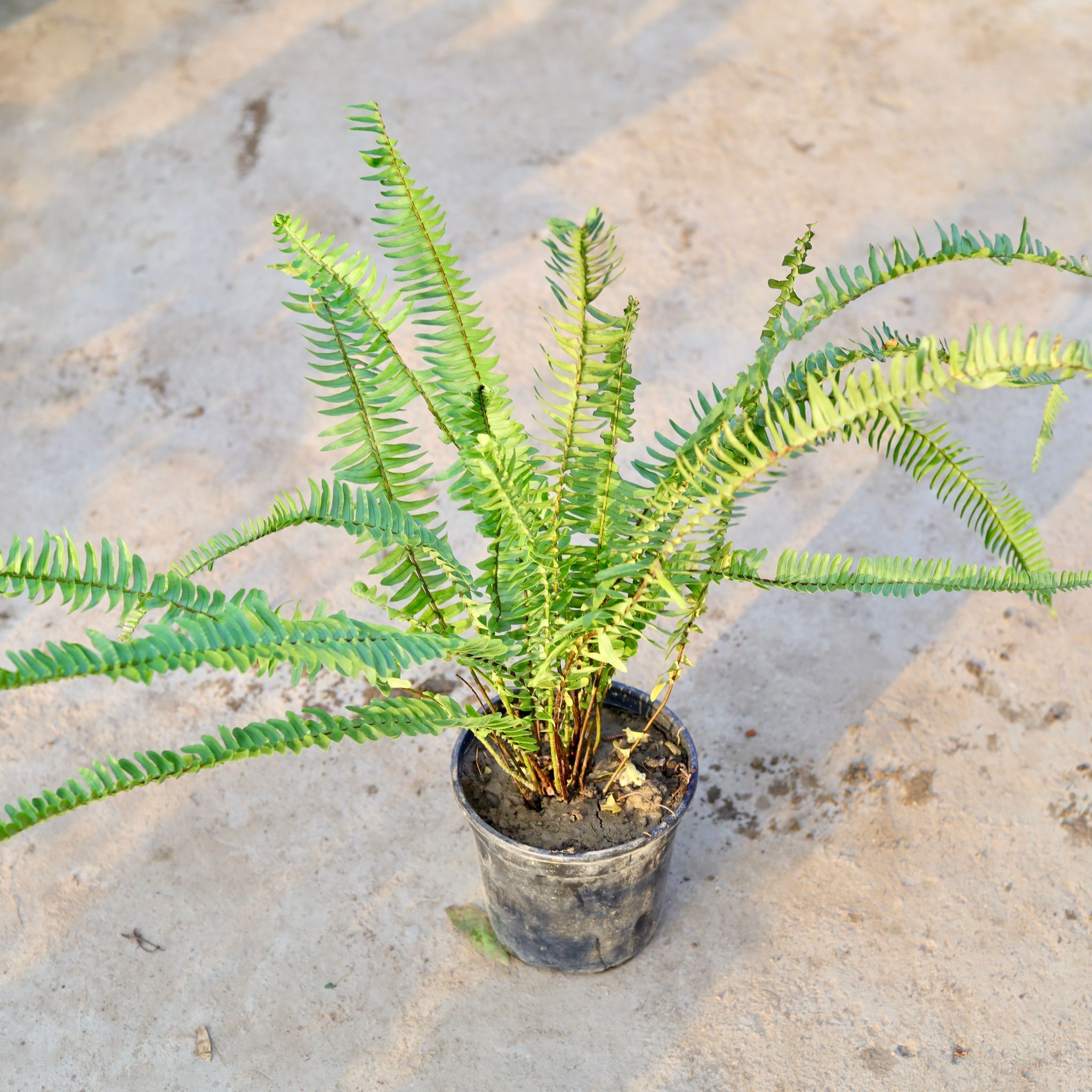 Fern Green in 6 Inch Nursery Pot