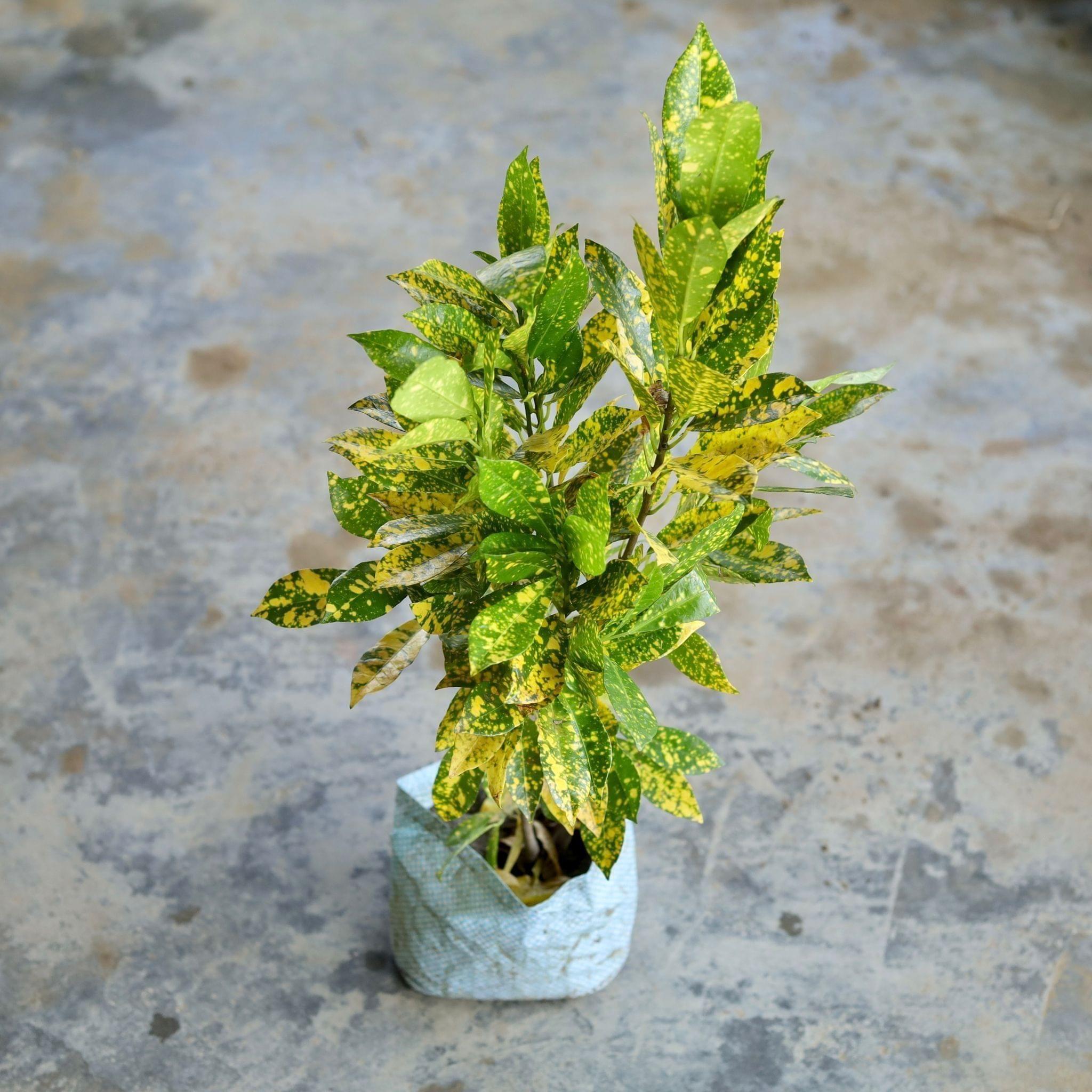 Baby Croton in 5 Inch Nursery Bag