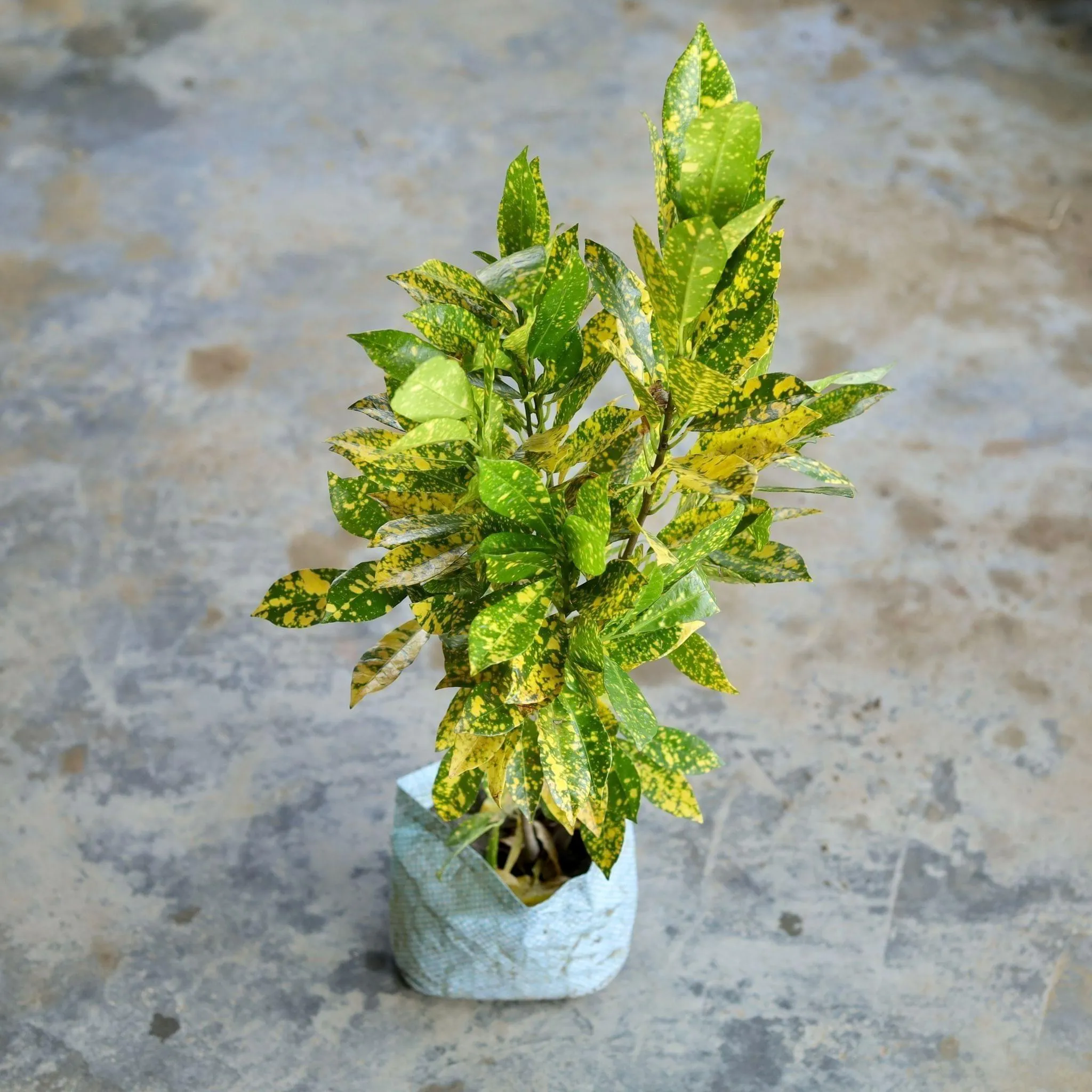 Baby Croton in 5 Inch Nursery Bag