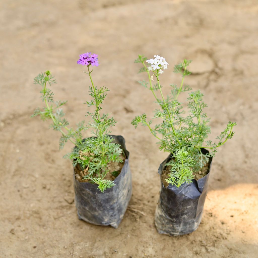 Buy Set of 2 - Verbena (Any Colour) in 4 Inch Nursery bag Online | Urvann.com Set of 2 - Verbena (Any Colour) in 4 Inch Nursery bag