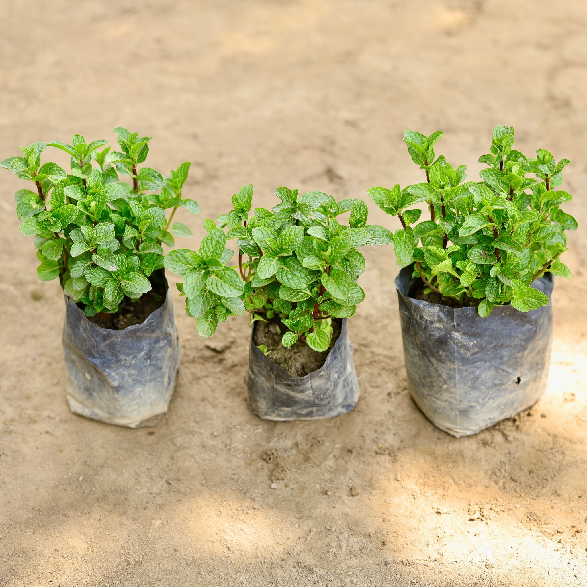 Set of 3 - Mint / Pudina in 4 Inch Nursery bag