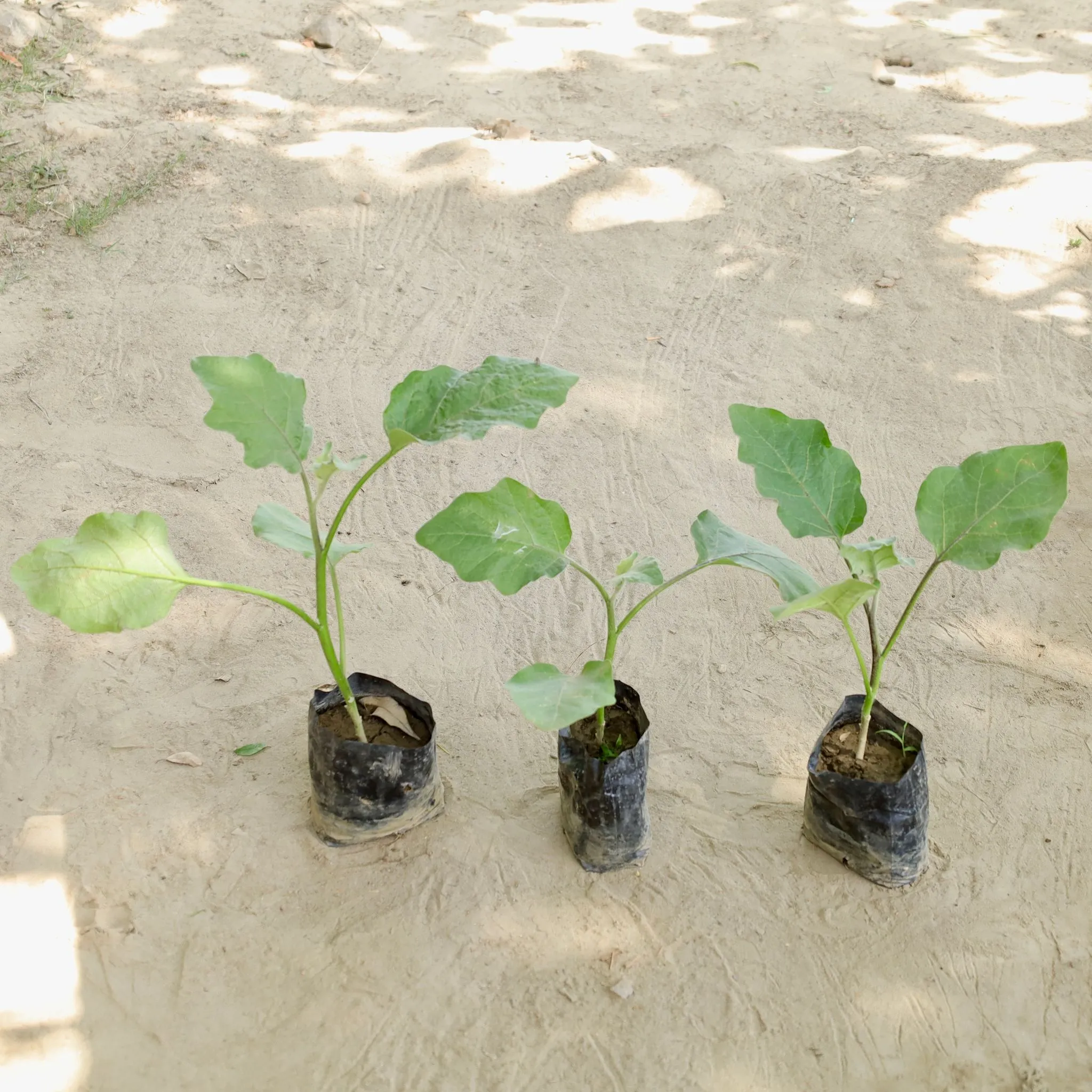 Set of 3 - Brinjal / Baigan in 4 Inch Nursery bag