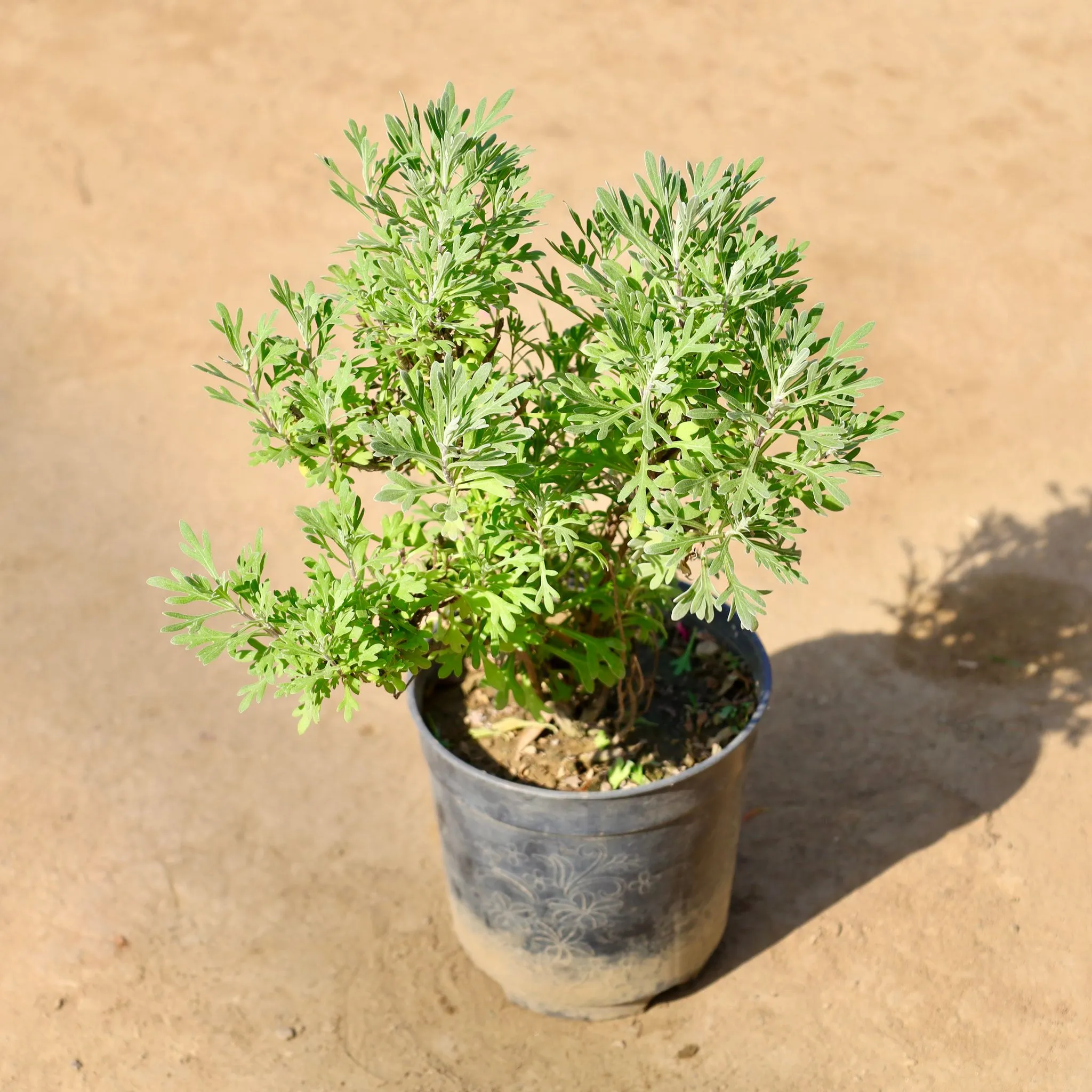 Lavender in 6 Inch Nursery Pot