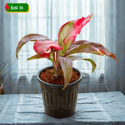 Dracaena Rosea in 6 Inch Black Super Nursery Pot