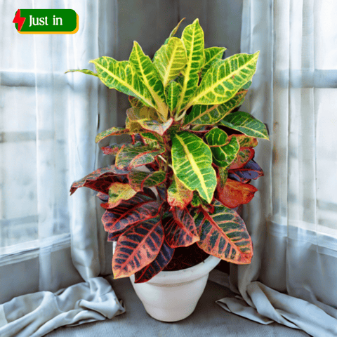 Croton Petra Pune in 10 Inch Classy White Plastic Pot
