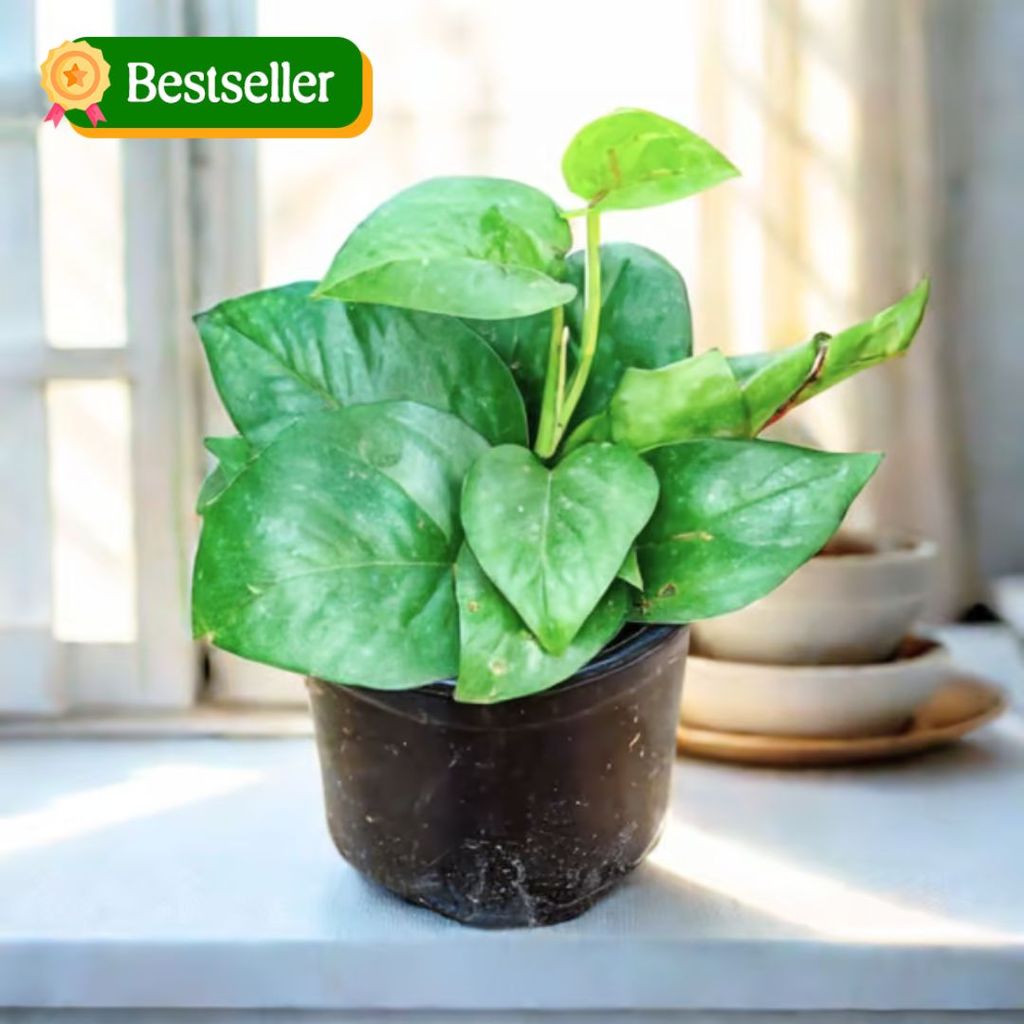 Money Plant Green in 4 Inch Nursery Pot Money Plant Green in 4 Inch Nursery Pot