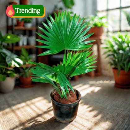 China Palm / Fan Palm in 5 Inch Nursery Pot (colour may vary)