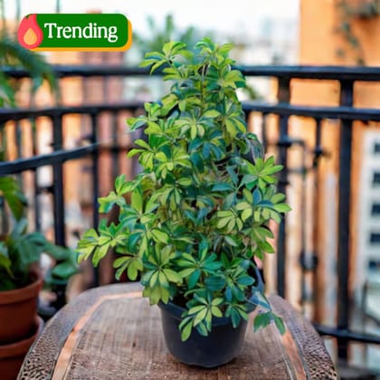 Schefflera Variegated in 14 Inch Nursery Pot