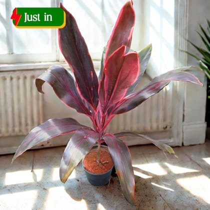 Dracaena Kedarnath Mahatma in 6 Inch Nursery Pot