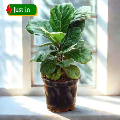 Fiddle Leaf Fig / Ficus Lyrata (~ 1. 5 Ft) in 5 Inch Nursery Pot