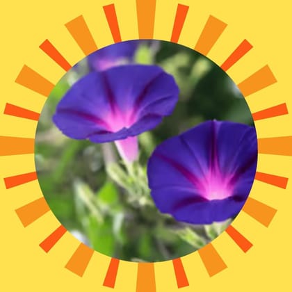 Free Gift - Ipomea Morning Glory Mixed Seeds - Excellent Germination Summer Seeds - Flash Sale