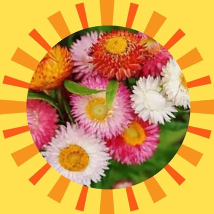 Free Gift - Paper flower Seeds - Excellent Germination - Flash Sale