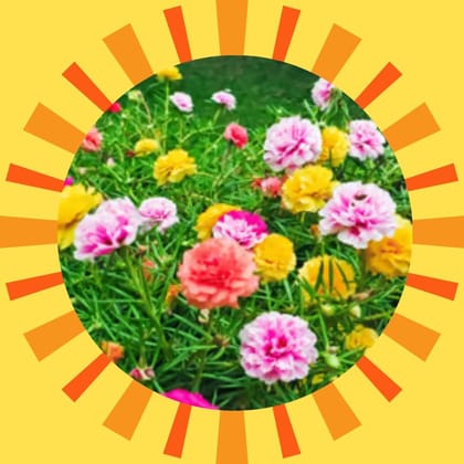 Free Gift - Portulaca Mixed Seeds - Excellent Germination - Flash Sale