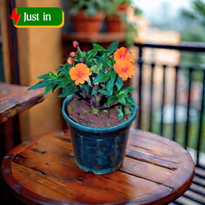 Impatients Balsamina Orange in 5 Inch Nursery Pot
