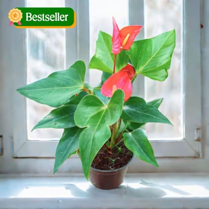 Anthurium Red in 5 Inch Nursery Pot
