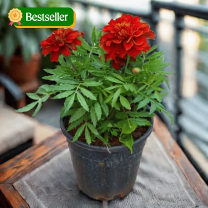 Marigold / Genda Red in 4 Inch Nursery Pot