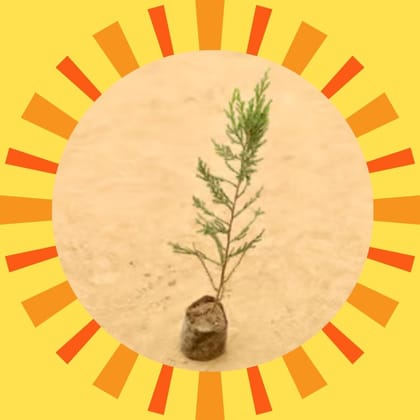 Free Gift - Juniperus in 3 Inch Nursery Bag - Flash Sale
