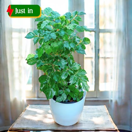 China Doll / Radermachera (~ 1.5 Ft) in 7 Inch Classy White Premium Plastic Pot