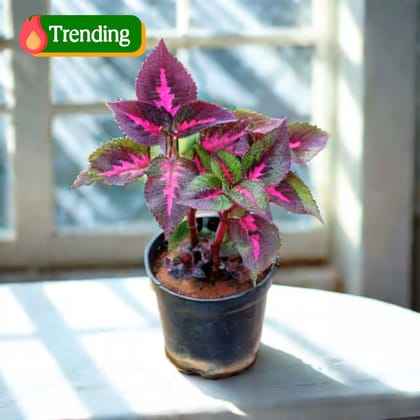 Coleus Red (design may vary) in 4 Inch Nursery Bag