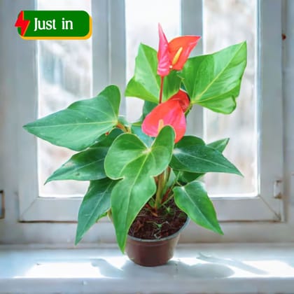 Anthurium Red in 5 Inch Nursery Pot
