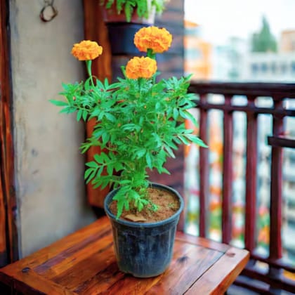 Marigold / Genda Orange in 5 Inch Nursery Pot