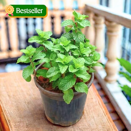 Mint in 5 Inch Nursery Pot