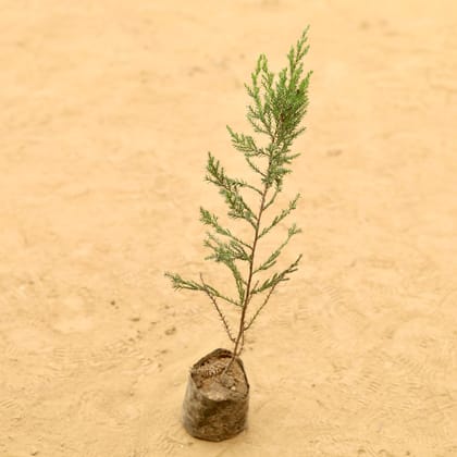 Buy Juniperus in 3 Inch Nursery Bag Online | Urvann.com