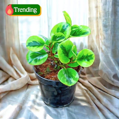 Peperomia / Radiator Plant Variegated in 4 Inch Nursery Pot