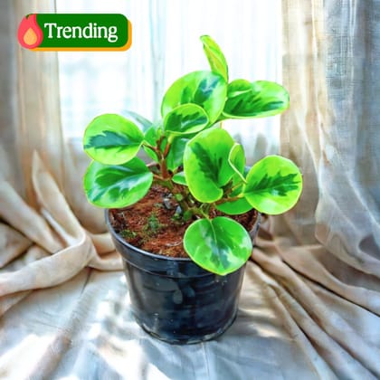 Peperomia / Radiator Plant Variegated in 4 Inch Nursery Pot