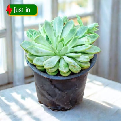 Echeveria Green Succulent in 3 Inch Nursery Pot