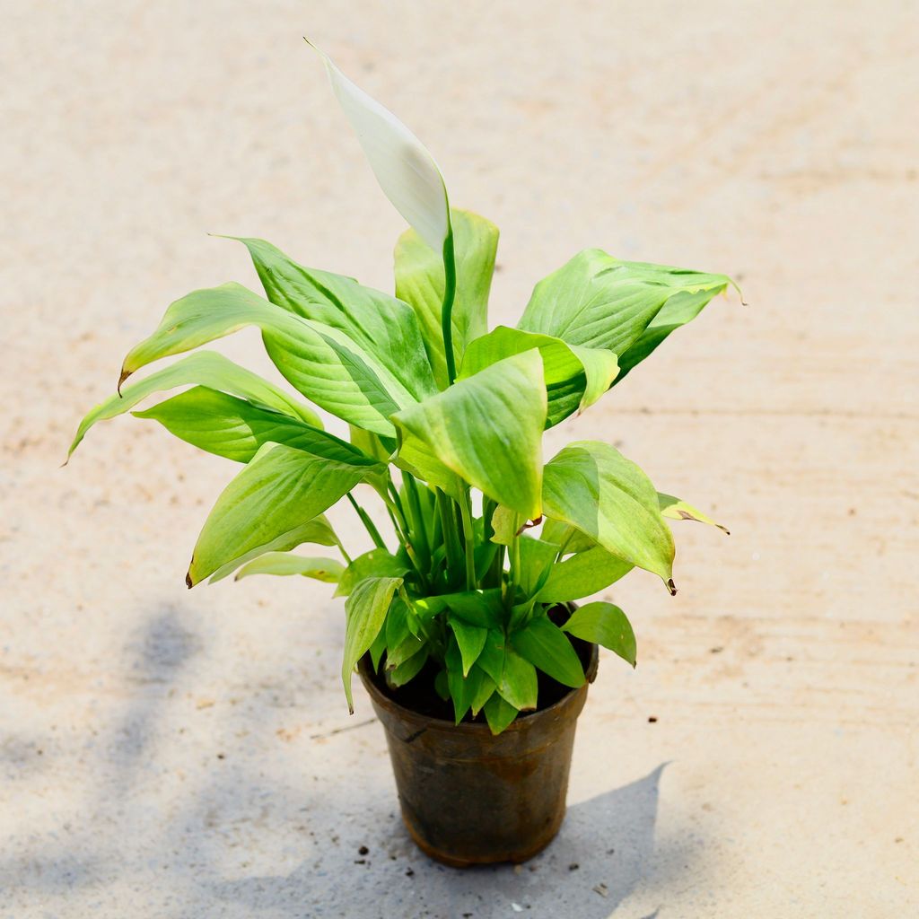 Buy Peace Lily (any colour) in 5 Inch Nursery Pot Online | Urvann.com Peace Lily (any colour) in 5 Inch Nursery Pot