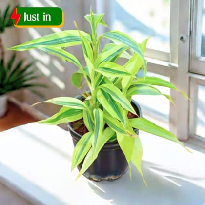 Lucky Bamboo in 4 Inch Nursery Pot