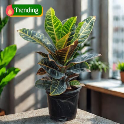 Croton Petra in 6 Inch Nursery Pot