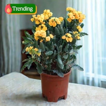 Kalanchoe Yellow Succulent in 4 Inch Nursery Pot