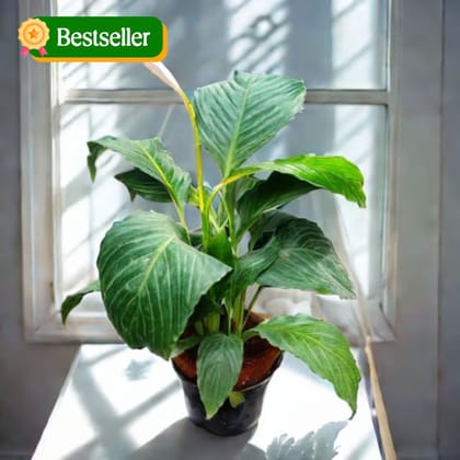 Peace Lily in 4 Inch Nursery Pot