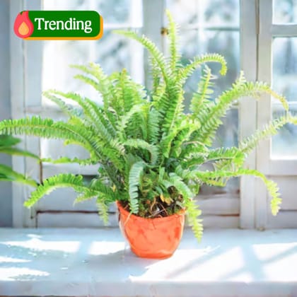 Fern Green in 6 Inch Nursery Pot