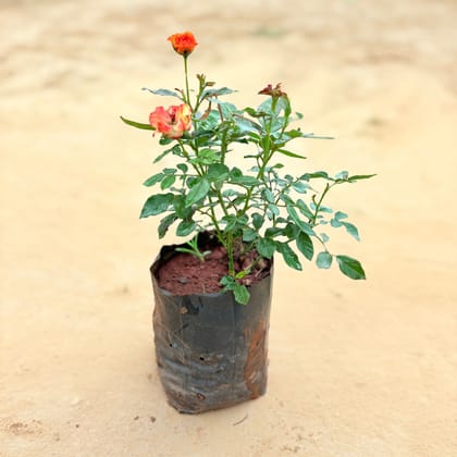 Rose Fusion Bloom (any colour) in 5 Inch Nursery Bag
