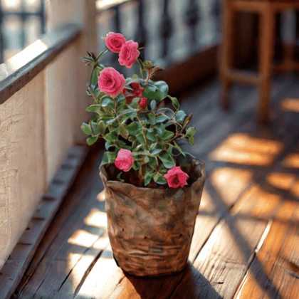 English Rose (any colour) in 5 Inch Nursery Bag