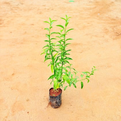 Raat Ki Rani / Night Blooming Jasmine in 5 inch Nursery Bag