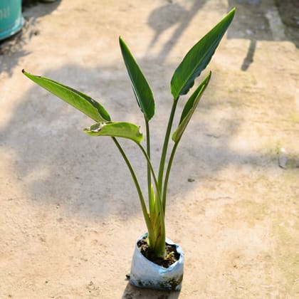Traveller Palm (~ 2 Ft) in 5 Inch Nursery Bag