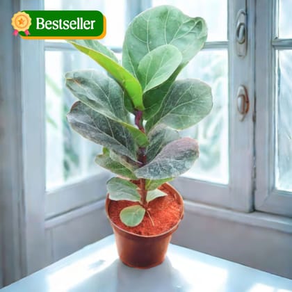 Fiddle Leaf Fig / Ficus Lyrata (~ 1.5 Ft) in 4 Inch Nursery Pot