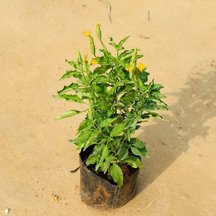Crossandra (Any Colour) in 6 Inch Nursery Bag