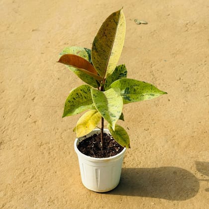 Rubber White Variegated in 4 Inch Nursery Pot